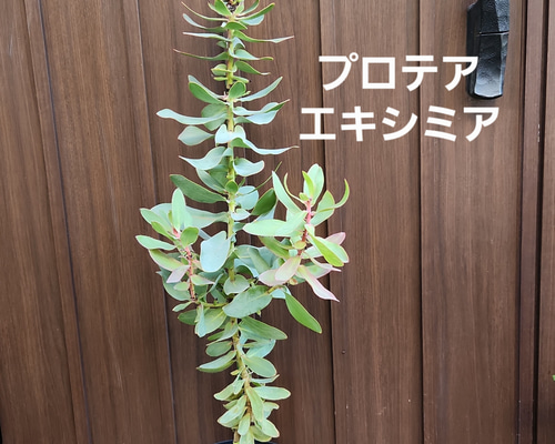 プロテア エキシミア 鉢植え ワイルドフラワー オージープランツ