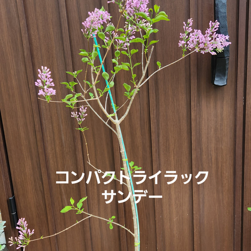 Lily様専用 ライラック カルベティエム 1苗♪ ライラックカルペ