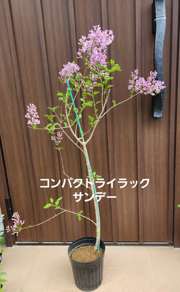 ライラック リラの花 苗木
