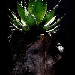 アガベ　ホリダ　ホリダ　オリジナル植木鉢付き　インテリアアート　一点もの 5枚目の画像