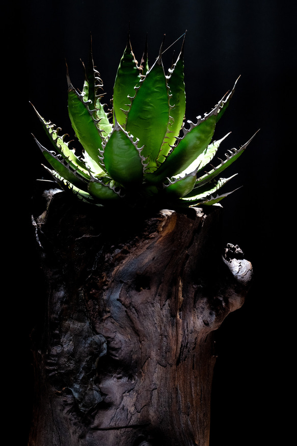 アガベ　ホリダ　ホリダ　オリジナル植木鉢付き　インテリアアート　一点もの 5枚目の画像