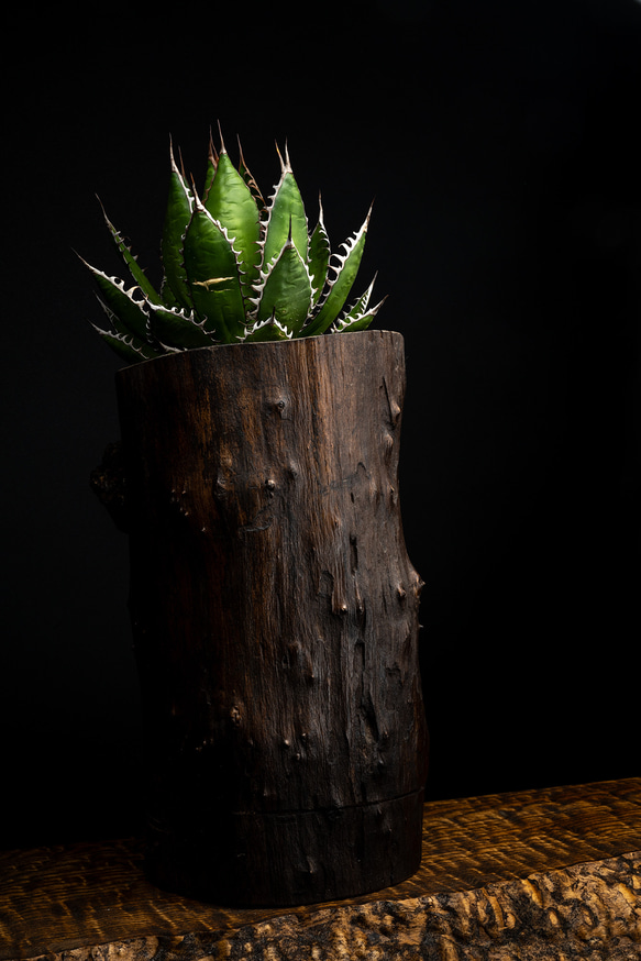 アガベ　ホリダ　ホリダ　オリジナル植木鉢付き　インテリアアート　一点もの 4枚目の画像