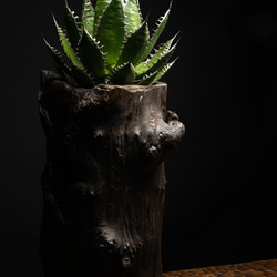 アガベ　ホリダ　ホリダ　オリジナル植木鉢付き　インテリアアート　一点もの 3枚目の画像
