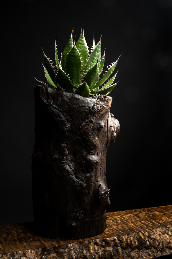 アガベ　ホリダ　ホリダ　オリジナル植木鉢付き　インテリアアート　一点もの 2枚目の画像
