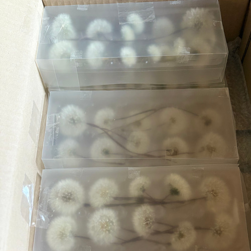 お得】たんぽぽの綿毛 40輪 ＊ 加工済み ふわふわ 天然素材