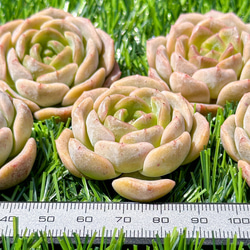 新入荷 大人気 多肉植物 エケベリア 溶晶（中心ジャム系） 超美苗 レア種 3枚目の画像