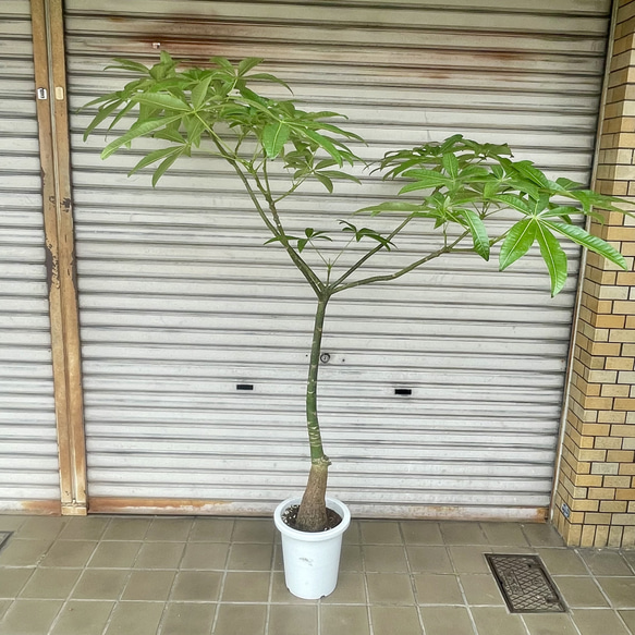 実生パキラ パラソル仕立て 39｜すらっと伸びた枝ぶりが美しい一株！ 実生パキラ パラソル仕立て 39｜すらっと伸びた枝ぶりが美しい一株！