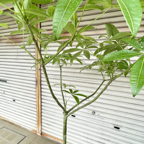 1点もの》実生パキラ（大型）すらり美しい樹形 ナチュラルなパラソル