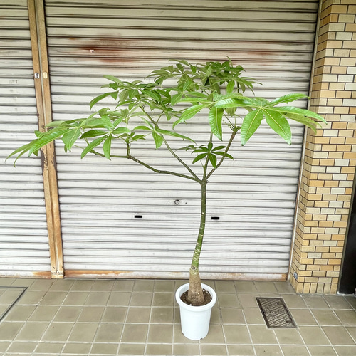 1点もの》実生パキラ（大型）すらり美しい樹形 ナチュラルな