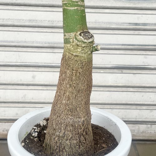 1点もの》実生パキラ（大型）すらり美しい樹形 ナチュラルなパラソル