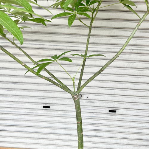 パラソルパキラと 背の高いプランターは 相性抜群です。 最近