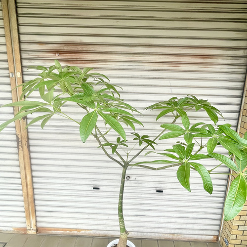 1点もの》実生パキラ（大型）すらり美しい樹形 ナチュラルな
