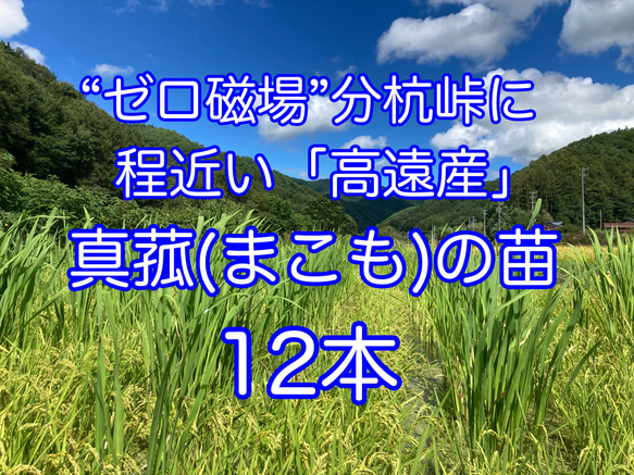 マコモダケ 真菰(まこも)の苗 大株の株分け 12本 その他素材