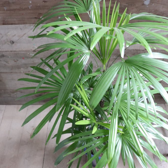 棕櫚竹　シュロチク　6 ☆彡棕櫚竹 シュロチク 6本立ち丈高 観葉植物