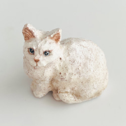 白猫　（white cat） 6枚目の画像