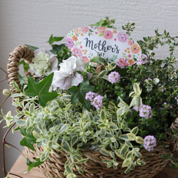 【母の日ギフトに❤︎】ペチュニア（ホワイトベイン）の花籠 3枚目の画像