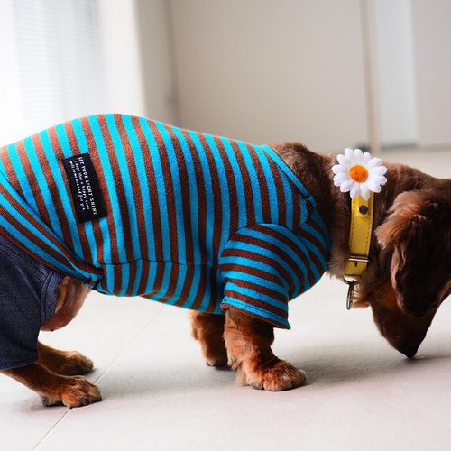 ハンドメイド犬服 小型犬Mサイズ2枚セット春夏用☆ （犬服