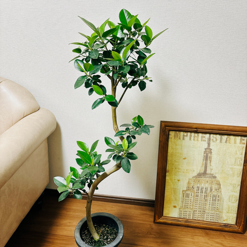 斑入り　フランスゴムの木　フィカス　ルビギノーサ　曲がり　7号62cm 斑入り フランスゴムの木 フィカス ルビギノーサ 曲がり 7号62cm