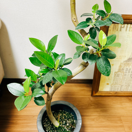 フランスゴムノキ　フィカス　ルビギノーサ　曲がり　② フランスゴムノキ フィカス ルビギノーサ 曲がり ② 曲がり 斑入り