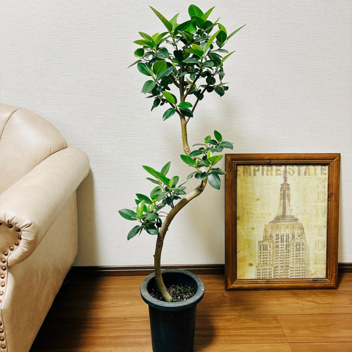 フランスゴムノキ　フィカス　ルビギノーサ　曲がり　① 現品］1番 フランスゴムノキ 曲がり 7号 フィカスルビギノーサ 観葉植物