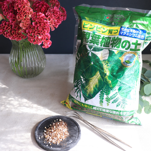 送料無料｜リュウビンタイ｜観葉植物｜インテリアグリーン