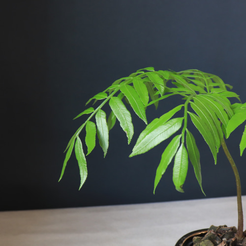 リュウビンタイ　インテリアポット入り　INORGANIC 塊根植物】リュウビンタイ シダ植物 国内自生種 コーデックス