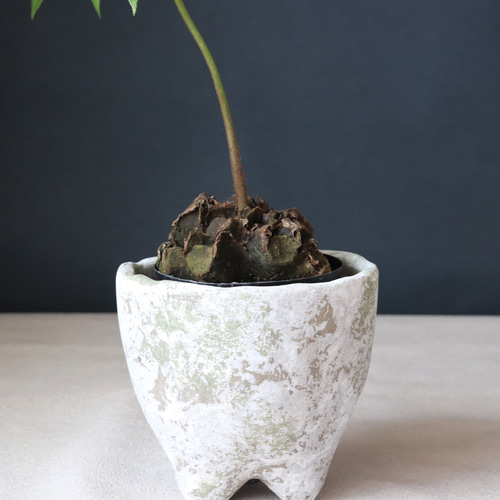 送料無料｜リュウビンタイ｜観葉植物｜インテリアグリーン