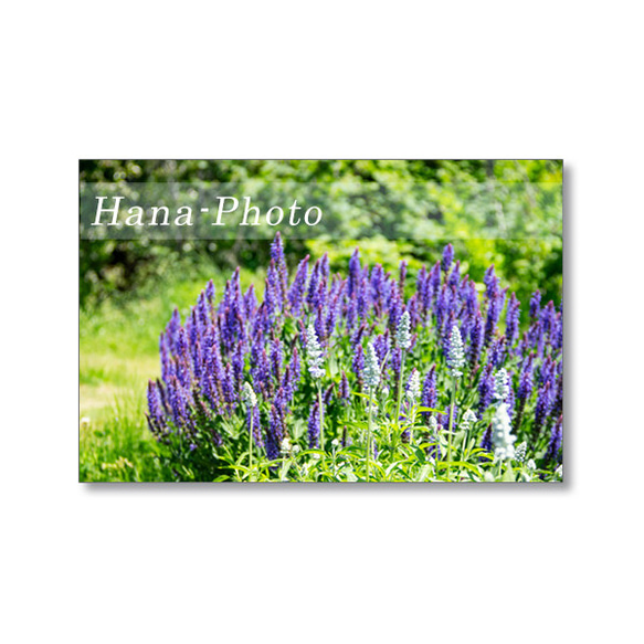 1631) 花のある風景　   ポストカード5枚組　 1枚目の画像