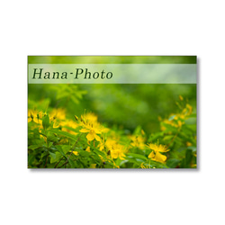 1631) 花のある風景　   ポストカード5枚組　 3枚目の画像