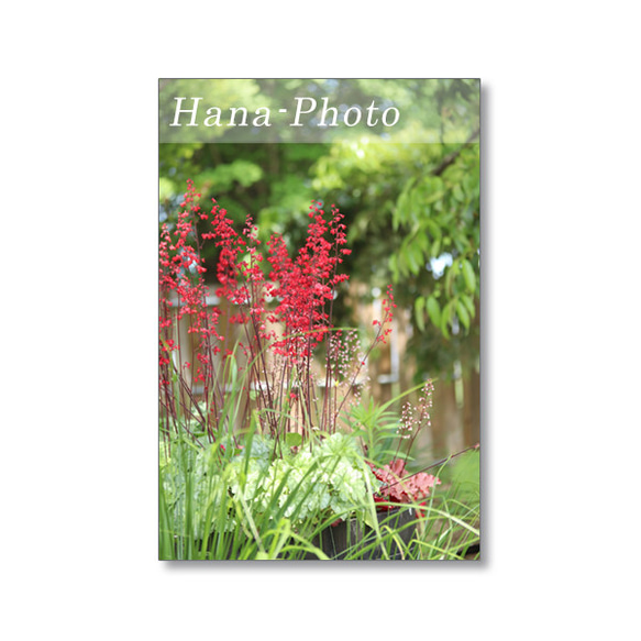 1631) 花のある風景　   ポストカード5枚組　 4枚目の画像