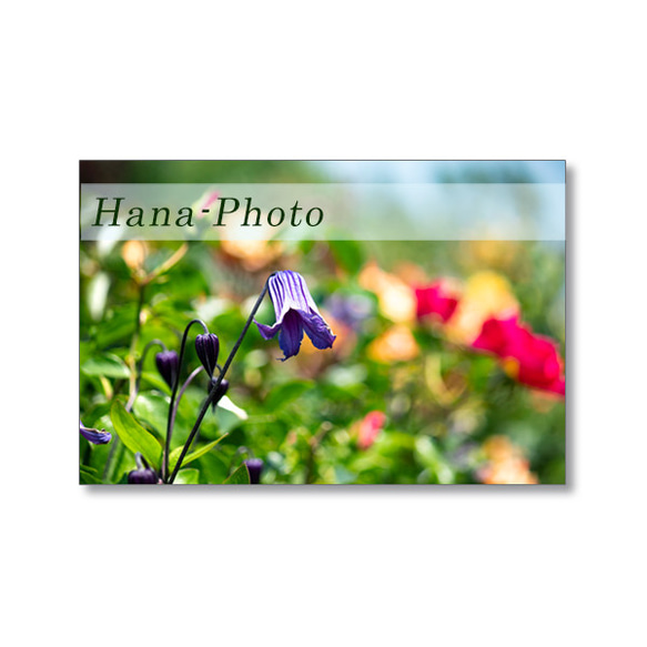 1631) 花のある風景　   ポストカード5枚組　 5枚目の画像