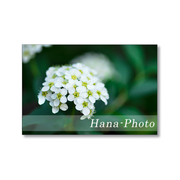1632) 白い花（白山吹、コデマリ、花水木、馬酔木、満天星つつじ)　   ポストカード5枚組　 2枚目の画像