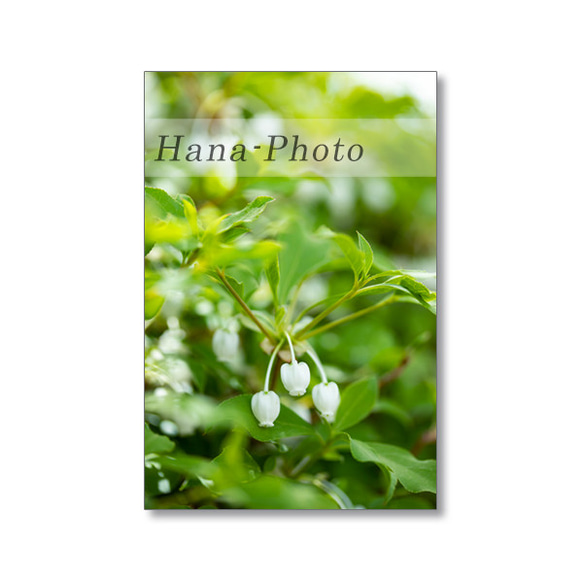 1632) 白い花（白山吹、コデマリ、花水木、馬酔木、満天星つつじ)　   ポストカード5枚組　 5枚目の画像
