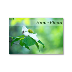 1632) 白い花（白山吹、コデマリ、花水木、馬酔木、満天星つつじ)　   ポストカード5枚組　 3枚目の画像