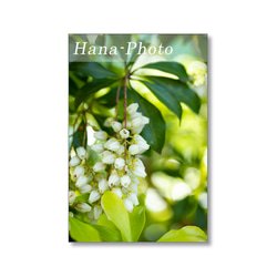 1632) 白い花（白山吹、コデマリ、花水木、馬酔木、満天星つつじ)　   ポストカード5枚組　 4枚目の画像