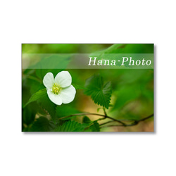 1632) 白い花（白山吹、コデマリ、花水木、馬酔木、満天星つつじ)　   ポストカード5枚組　 1枚目の画像