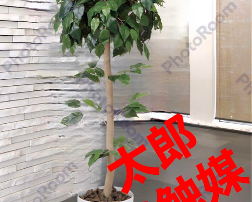 光触媒　人工観葉植物　ウォールグリーン　ベンジャミントピアリー1.51.5 光触媒 人工観葉植物 ウォールグリーン ベンジャミントピアリー1.51.5
