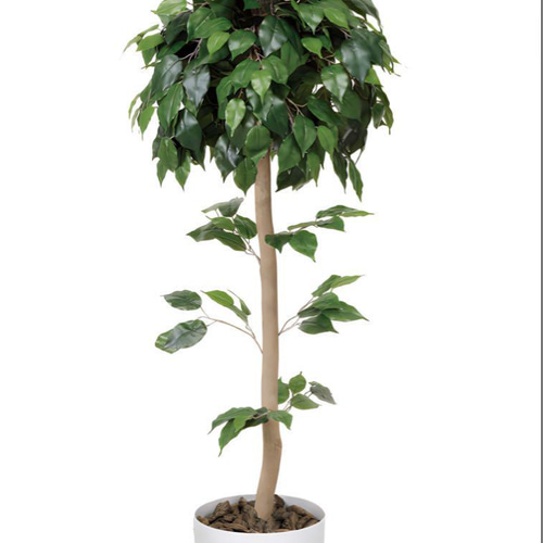 光触媒　人工観葉植物　ウォールグリーン　ベンジャミントピアリー1.51.5 光触媒 人工観葉植物 ウォールグリーン ベンジャミントピアリー1.51.5