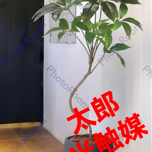 多肉植物のウォールグリーン｜ナチュラルインテリア｜光触媒