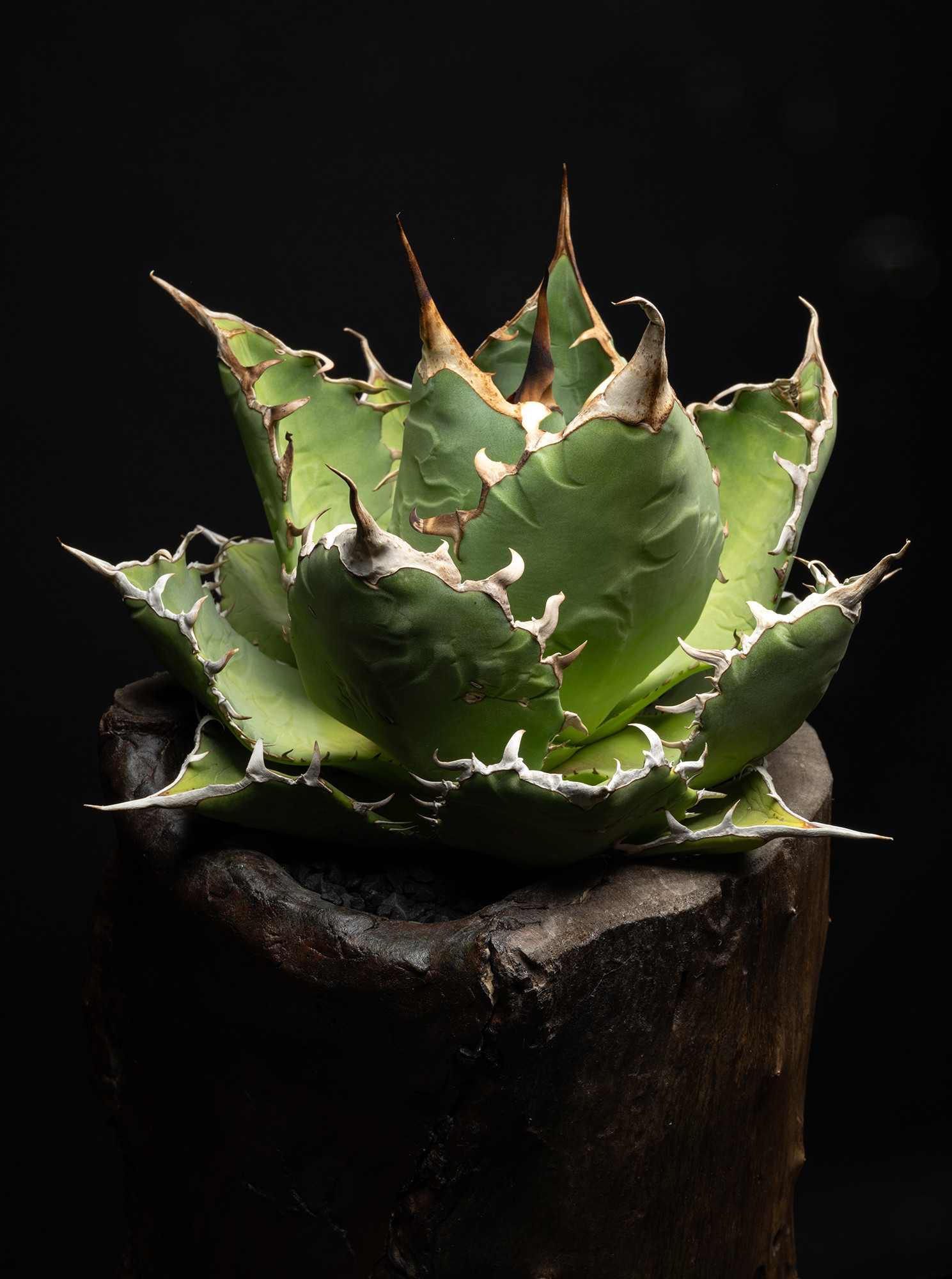 アガベ チタノタ 白鯨 鉢ごと発送 【公式通販】