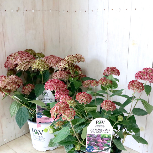 A アジサイ　マジカルレボリューション　2鉢　秋色　紫陽花 アジサイ マジカル レボリューション○秋色へ変化 マジカル