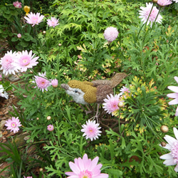 【あみぐるみ】本物のウグイス　bush warbler【271】 11枚目の画像