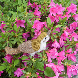 【あみぐるみ】本物のウグイス　bush warbler【271】 14枚目の画像