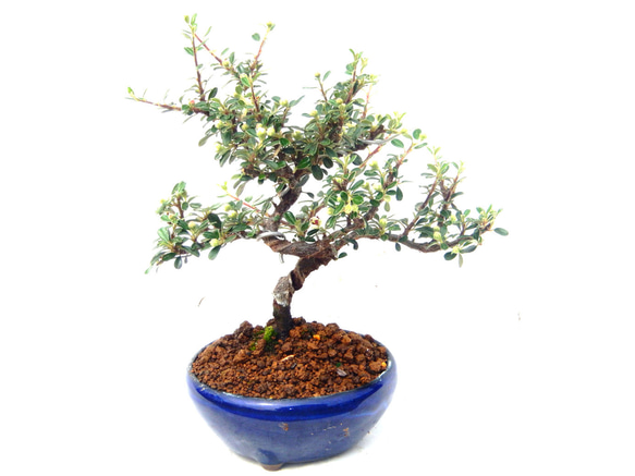 紅山楂子　ベニサンザシ　[寄せ植え] 　中品盆栽　すっちゃんです。 haniwa-bonsai_124-23200-04