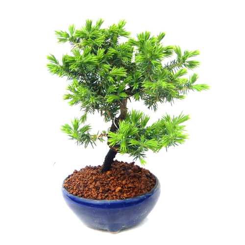 楽天市場】盆栽 松 杜松 樹高 約12cm としょう Juniperus rigida