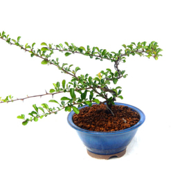 サツキ（品種 雪中花） 毎年咲きます ミニ盆栽 盆栽 小品盆栽