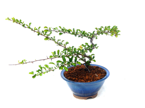 長寿梅（オレンジ色花） チョウジュバイ 盆栽 小品盆栽 ミニ盆栽 縁起