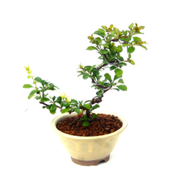 紫杜松 むらさきとしょう 盆栽 小品盆栽 か 幅22センチ 紫杜松