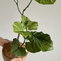 【新居に飾りたい】光触媒 フェイクグリーン  造花 ウンベラータ 無料ラッピング 3枚目の画像
