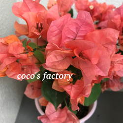 送料込】花色変化♡ブーゲンビリア♡カルフォルニアオレンジ♡鉢